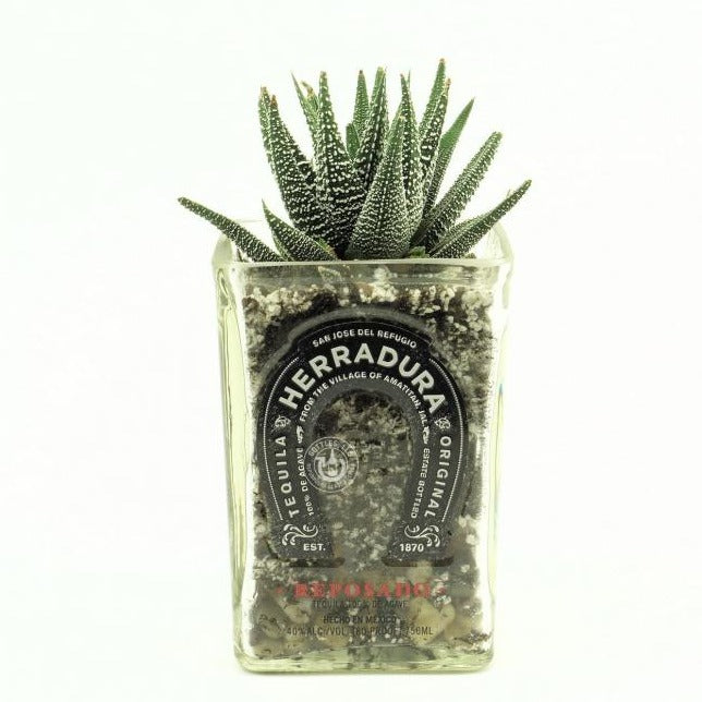 Herradura Tequila Bottle Planter - Top Cut