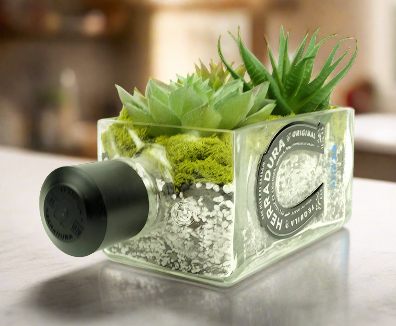 tequila succulent Herradura Tequila Bottle Planter
