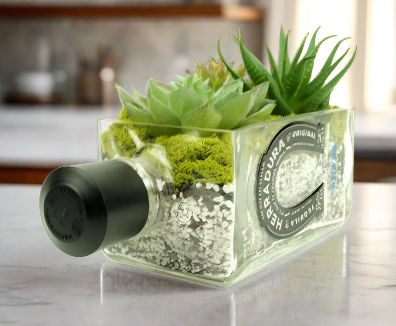 beer bottle succulent Herradura Tequila Bottle Planter – Gottles